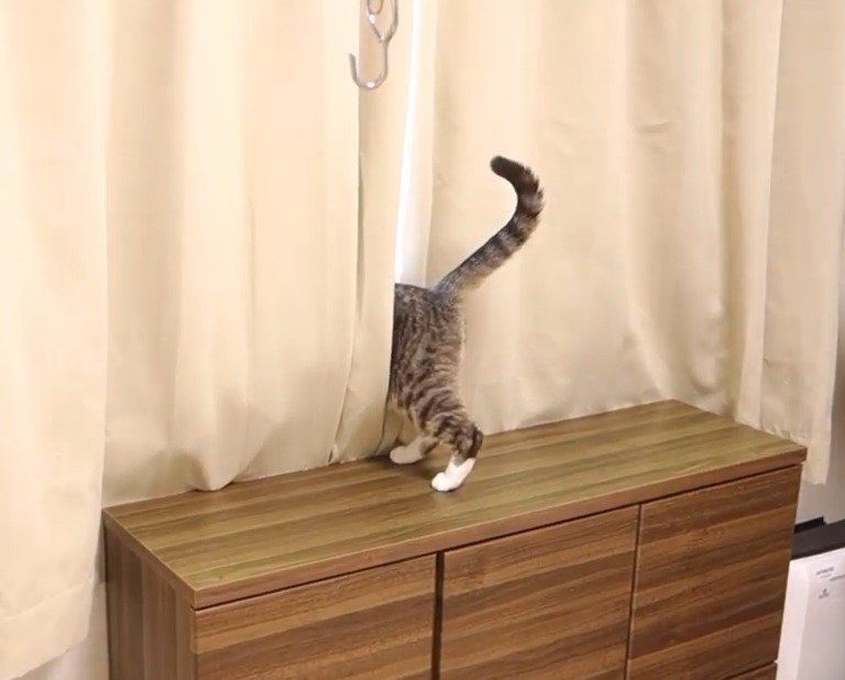 カーテンと猫