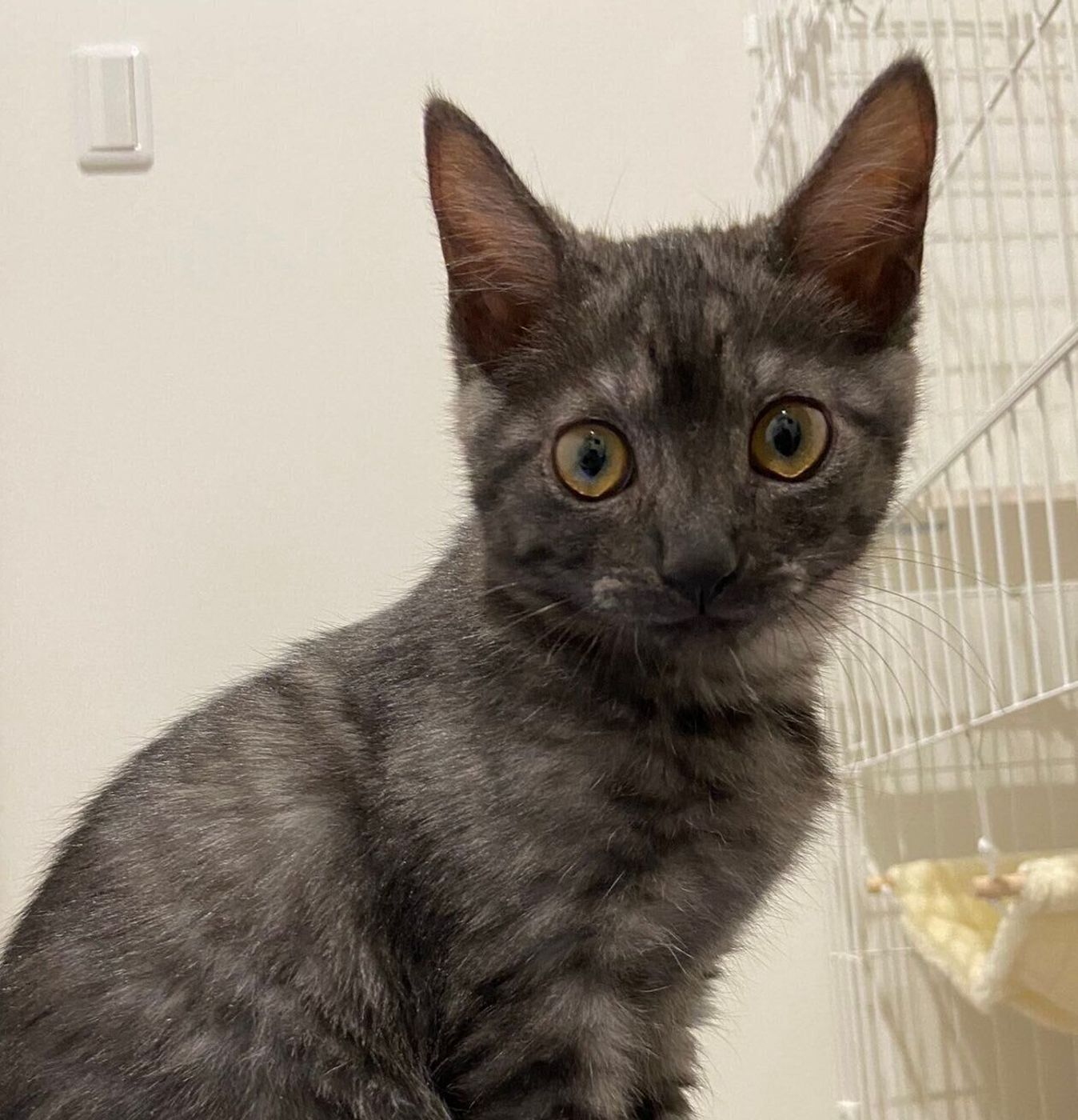 動画アリ 助けを求め 追いかけてきた子猫たち 飼い主さんが贈った素敵なプレゼントとは ねこのきもちweb Magazine