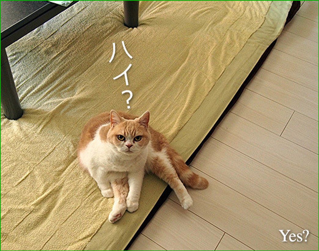 スコ座り小雪 Koyuki In Her Buddha Position 小雪の怒ってなどいない Vol 56 ねこのきもちweb Magazine スコ座り小雪 Koyuki In Her Buddha Position 小雪の怒ってなどいない Vol 56 ねこのきもちweb Magazine