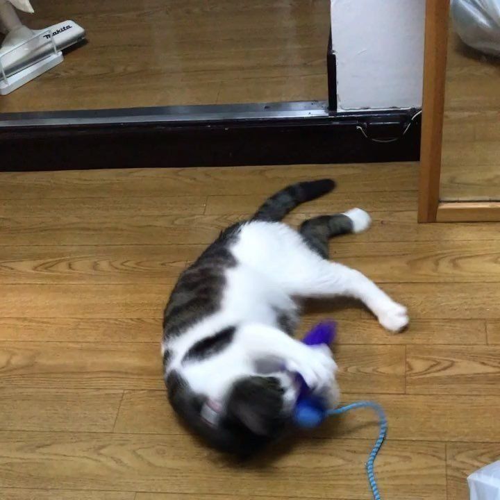 遊ぶ　るるちゃん