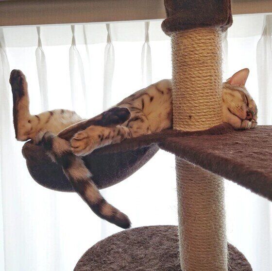 ベンガルの景虎ちゃん