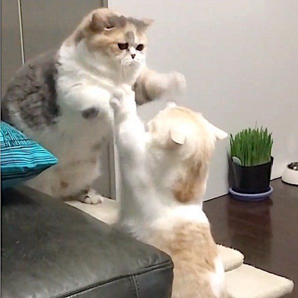 ニャンコの戦い