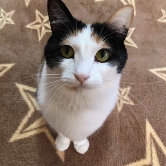 にこちゃん  MIX　ミケ