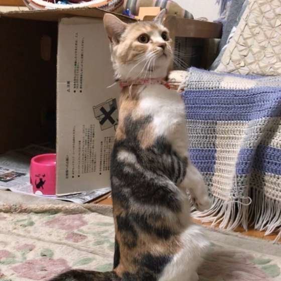 立ち上がるももちゃん