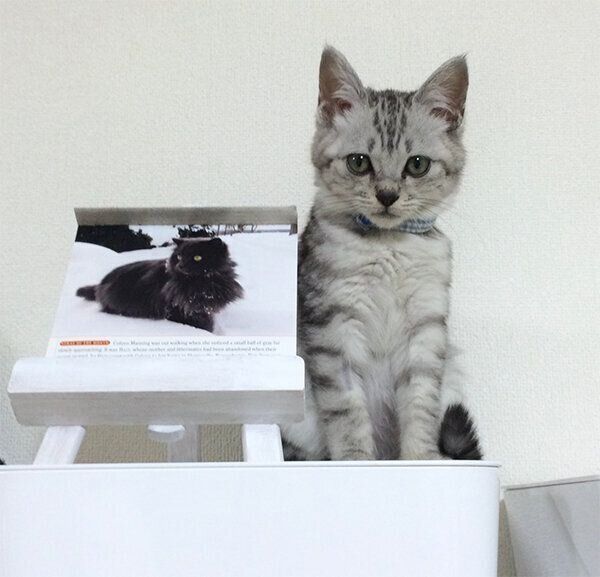 見つめるヨキくん