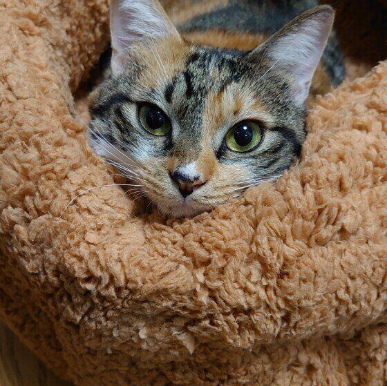 MIXのこなつちゃん