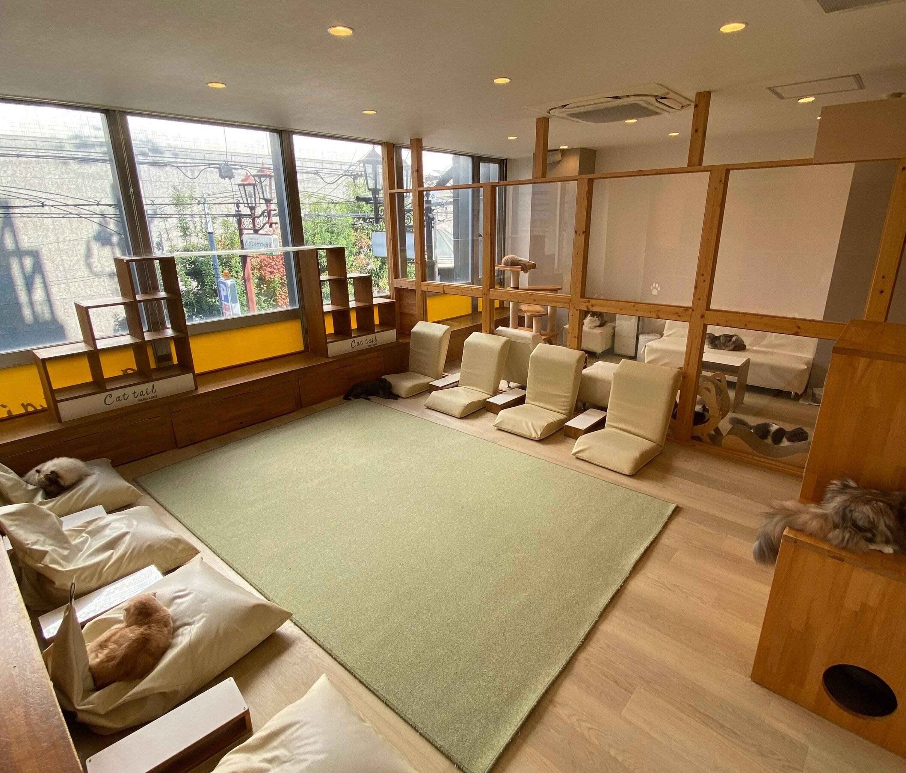 猫たちが“膝乗り”しやすいインテリアの店内