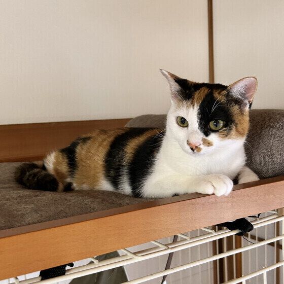 MIX　ミケ　ミッケ  