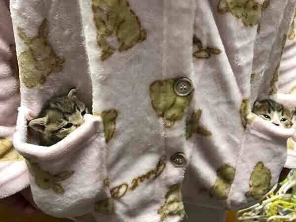 ポケットの中に入るこんぶちゃんともずくくん