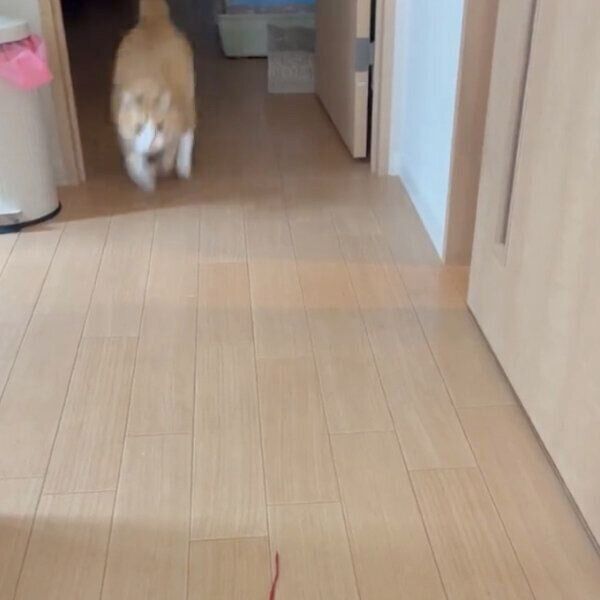 大好きなヒモに向かってダッシュするさんてくん