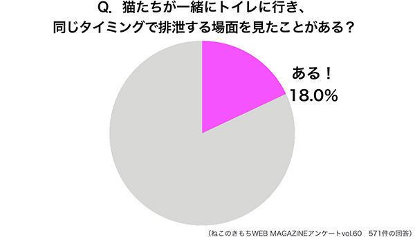 猫たちが一緒にトイレに行き、同じタイミングで見たことがある？
