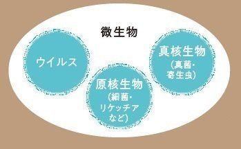 画像／2019年6月号「猫にまつわる菌の話」
