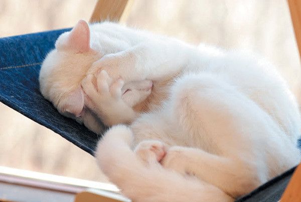 猫の苦悩ポーズ