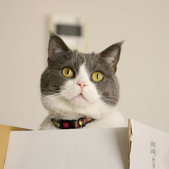 箱の中に入る猫