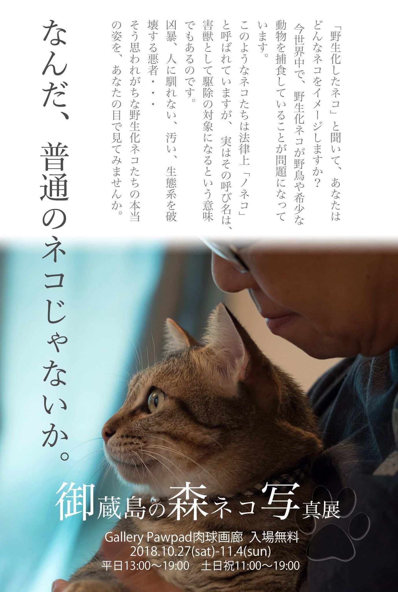 画像提供／御蔵島のオオミズナギドリを守りたい有志の会