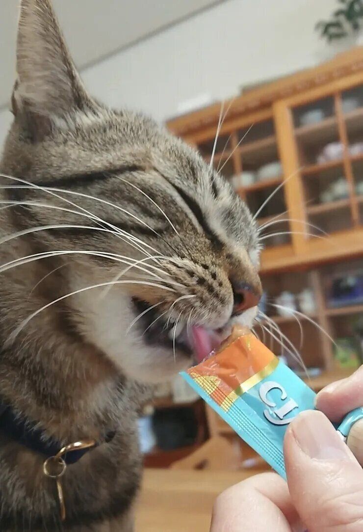 ねこのきもち『きもちテラス』で本テーマにコメントされた写真です。