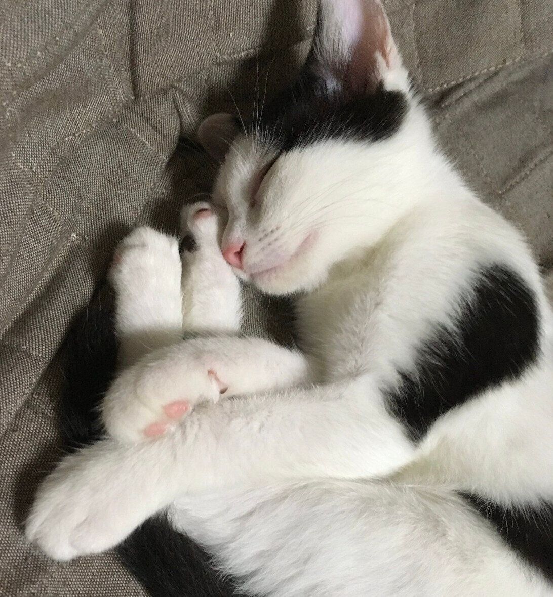 飼い主さんと暮らし始めて10日後のこまちちゃん