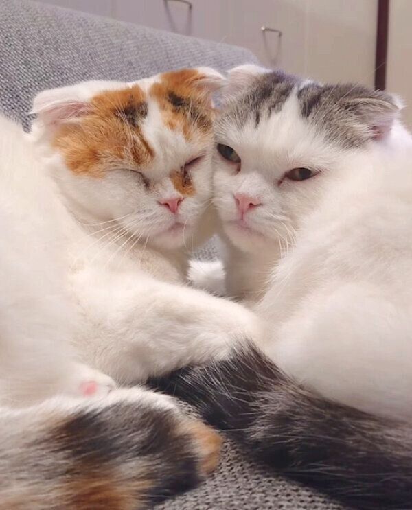 くっつくライくん、いとさん