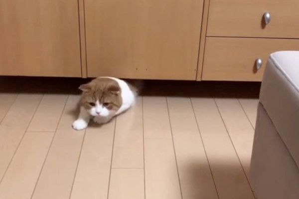 ギリギリにおさまるのが好きな猫