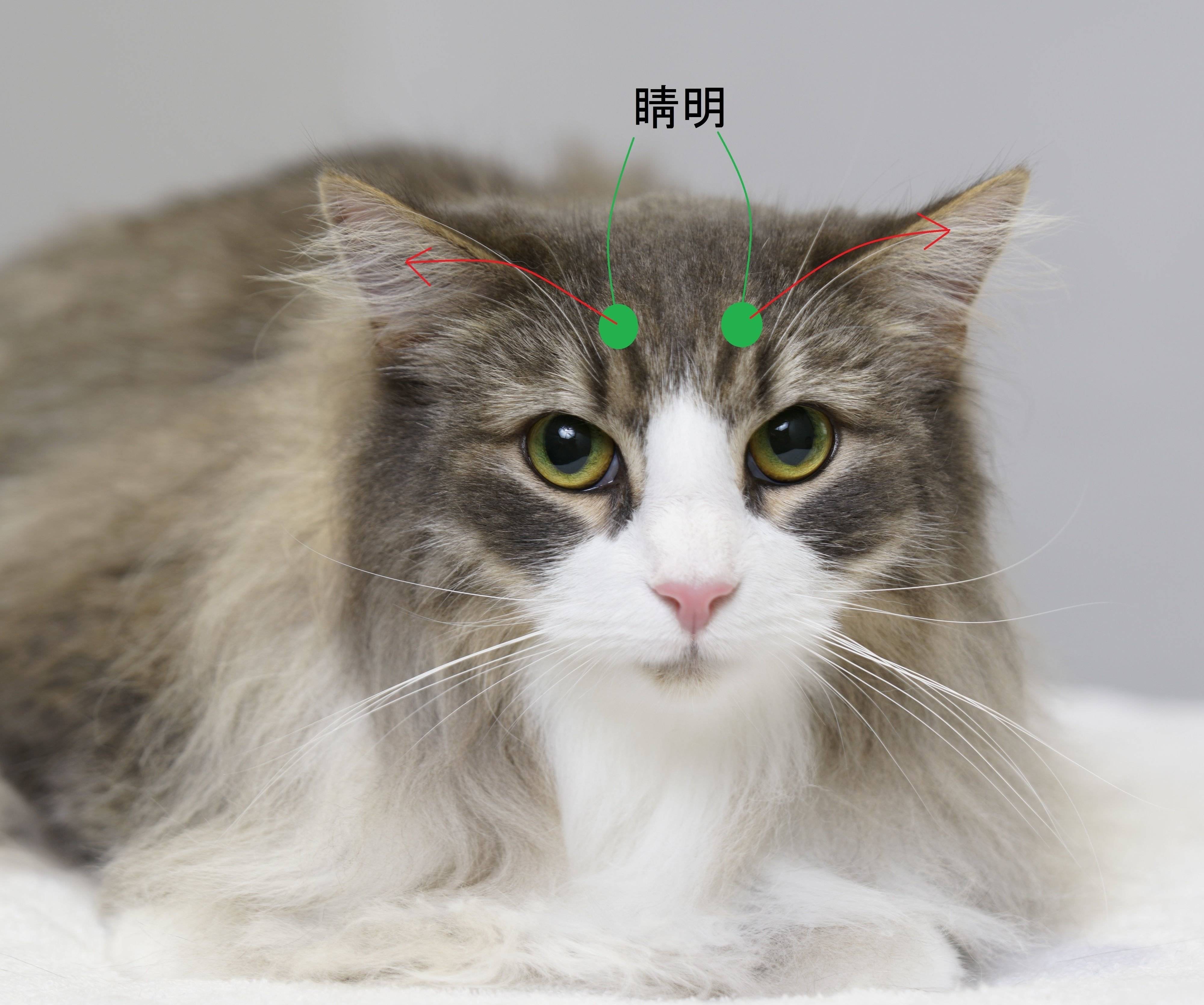 撮影／石原さくら