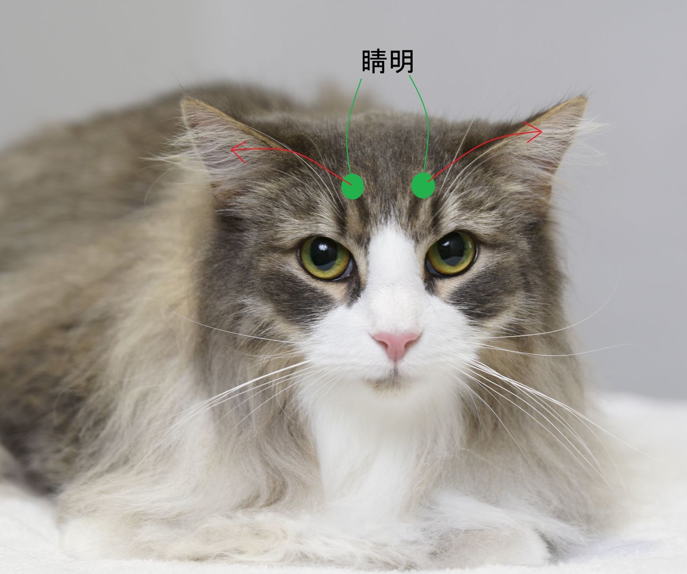 猫の疲れを癒すおススメ 顔周りのツボ押しマッサージ ねこのきもちweb Magazine 猫の疲れを癒すおススメ 顔周りのツボ押しマッサージ ねこのきもちweb Magazine