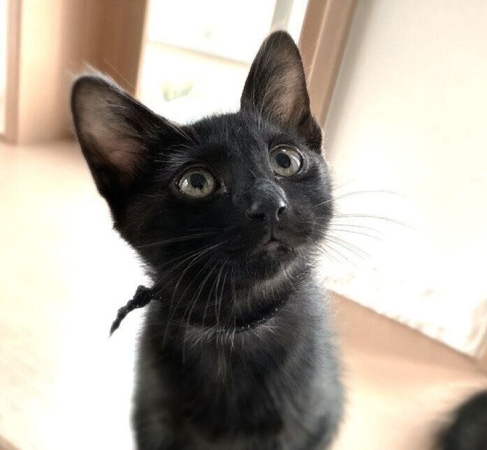 生後2カ月の猫