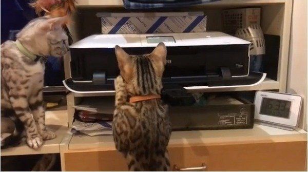 プリンター大好きニャンコ