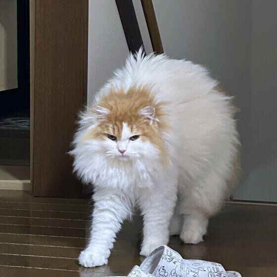スコティッシュフォールド・ロングヘアのもあちゃん