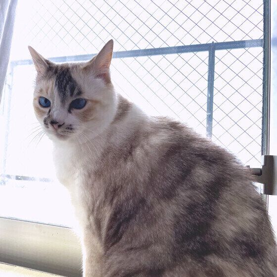 窓辺にたたずむミケ猫