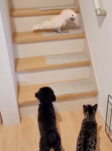 オウムのカリンくん、猫のこうめちゃん、犬のももかちゃん