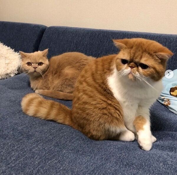 くつろぐまめ吉くん、茶々丸くん