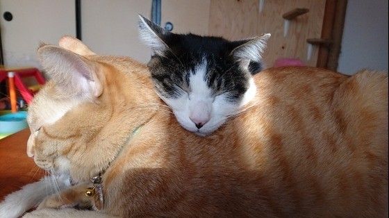 いい枕だにゃ～