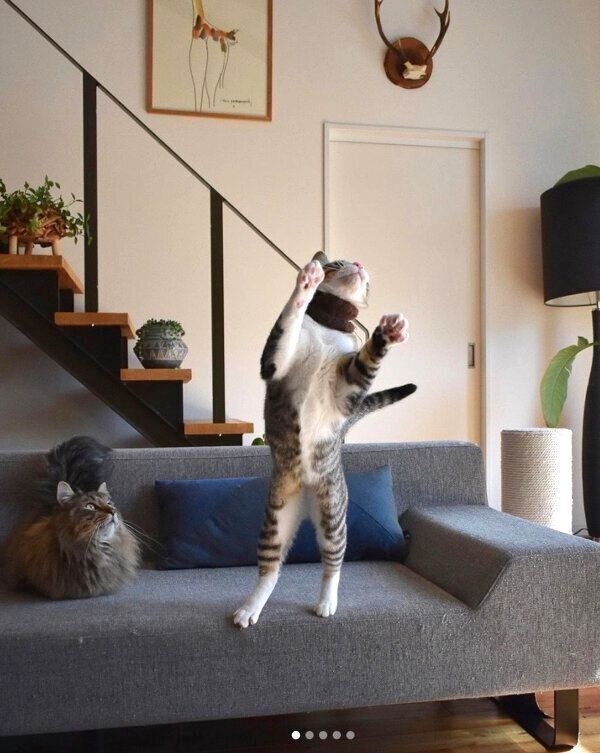 遊ぶチビちゃん