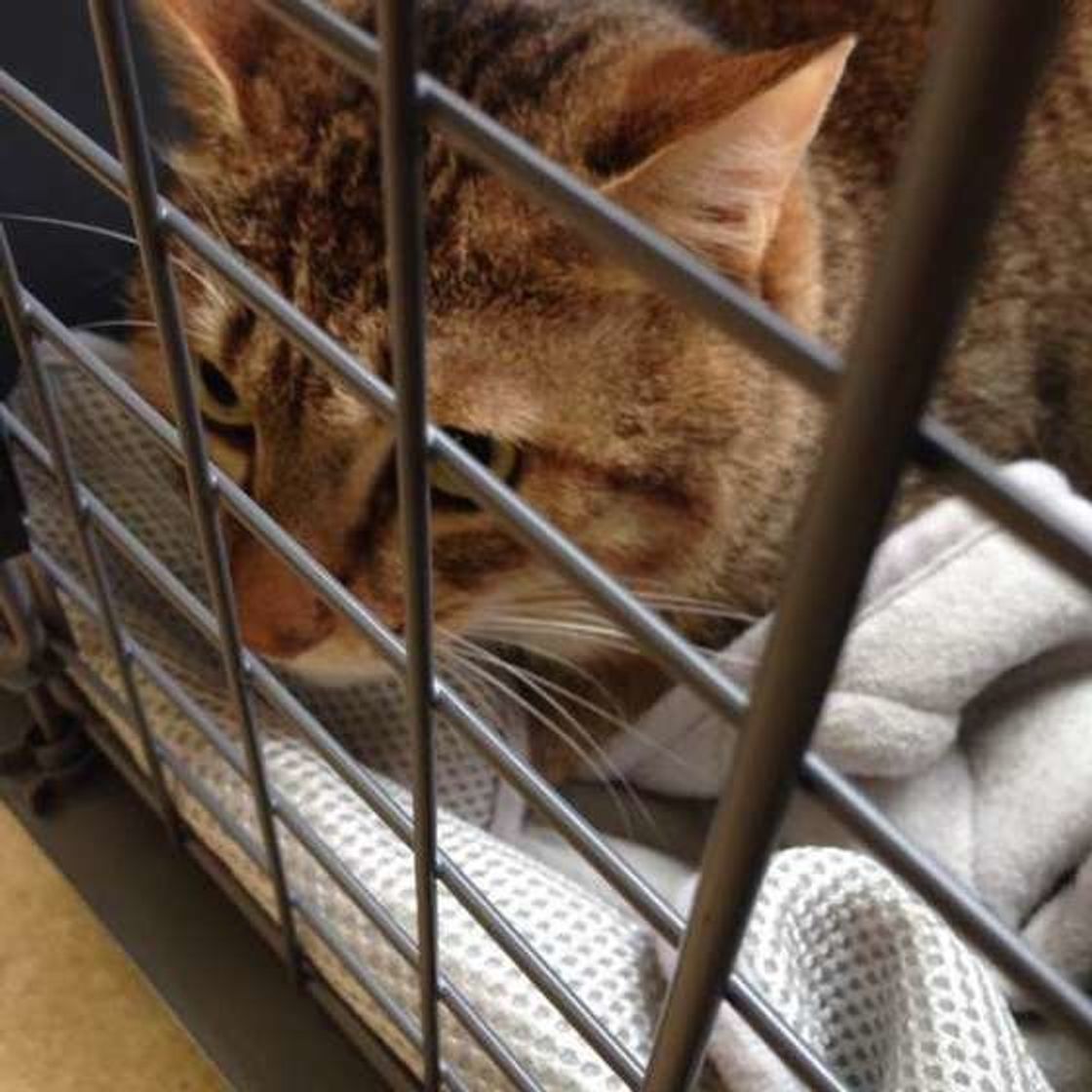嫌がる猫も多い動物病院 ストレスをかけない通院 受診方法とは ねこのきもちweb Magazine 嫌がる猫も多い動物病院 ストレスをかけない通院 受診方法とは ねこのきもちweb Magazine