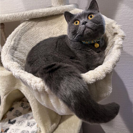 まったりするブリティッシュショートヘア