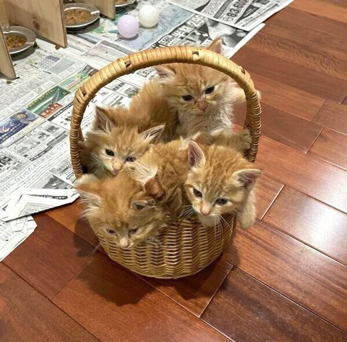 職場の床下から5匹の子猫を保護した猫アレルギーの女性 里親を探し 残った1匹と家族に 現在の猫との暮らしを聞いた ねこのきもちweb Magazine 職場の床下から5匹の子猫を保護した猫アレルギーの女性 里親を探し 残った1匹と家族に 現在の猫との暮らしを聞いた ねこのきもちweb Magazine