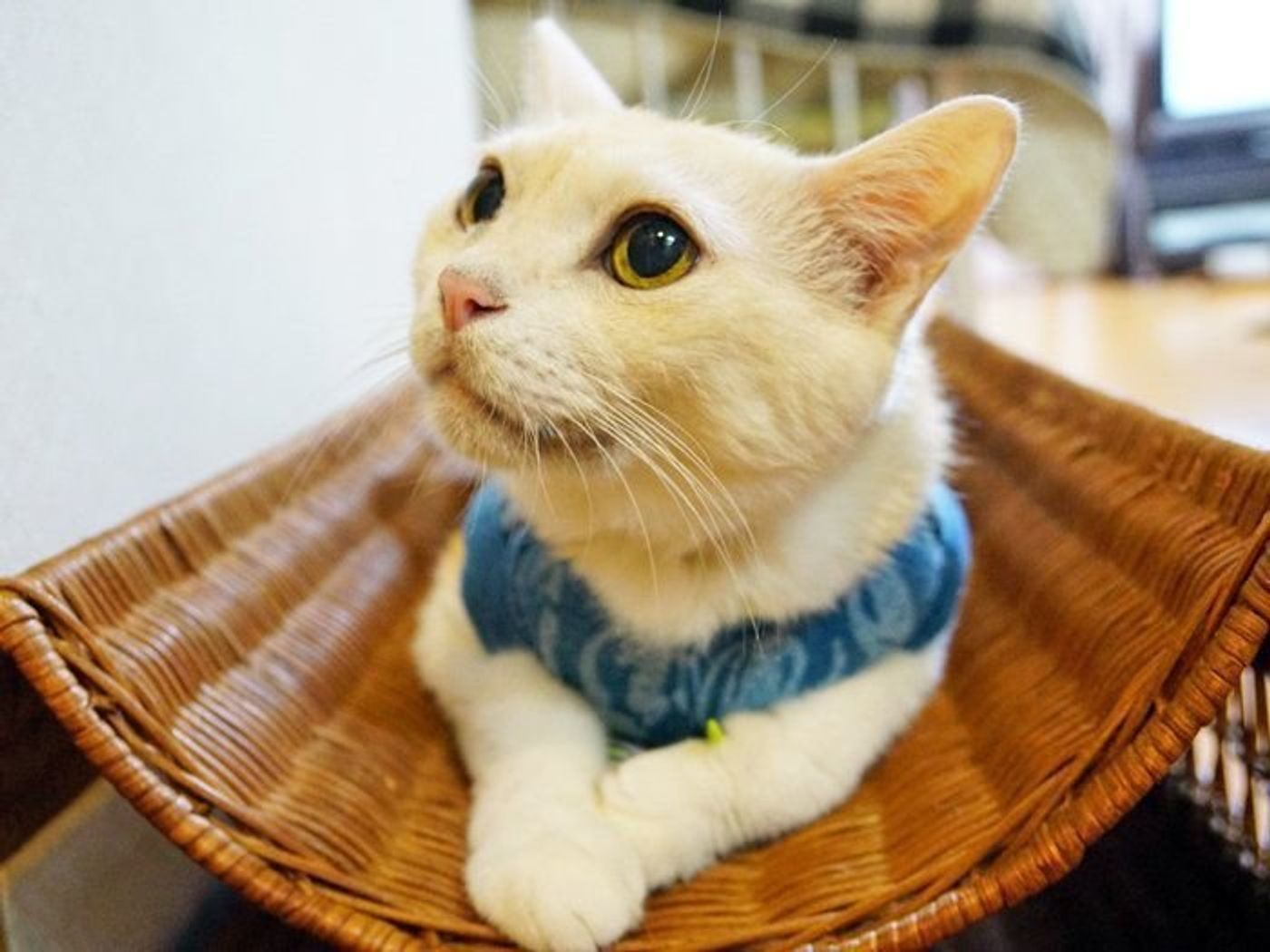 大きさが魅力 猫の目のお話 本日もねこ晴れなり Vol 237 ねこのきもちweb Magazine 大きさが魅力 猫の目のお話 本日もねこ晴れなり Vol 237 ねこのきもちweb Magazine