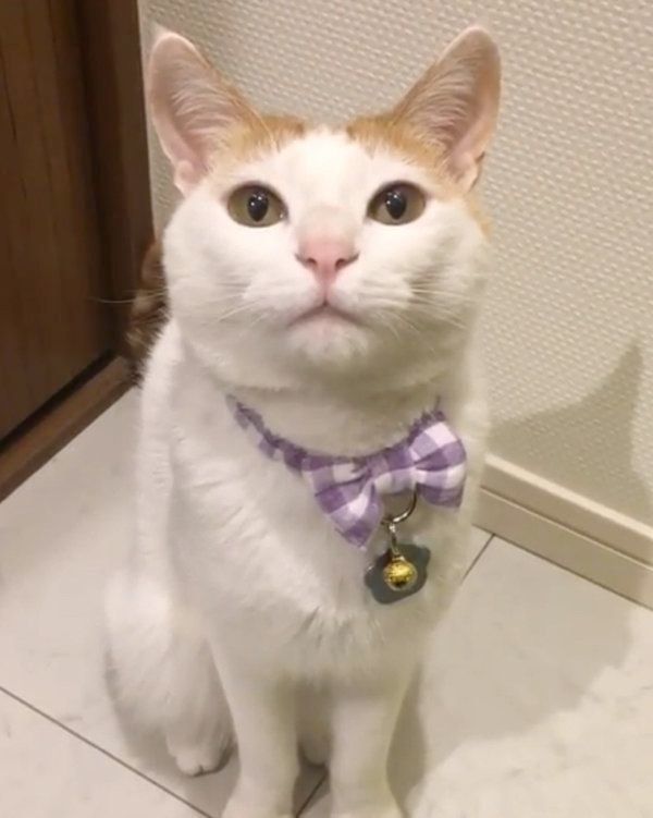 舌をペロペロする猫