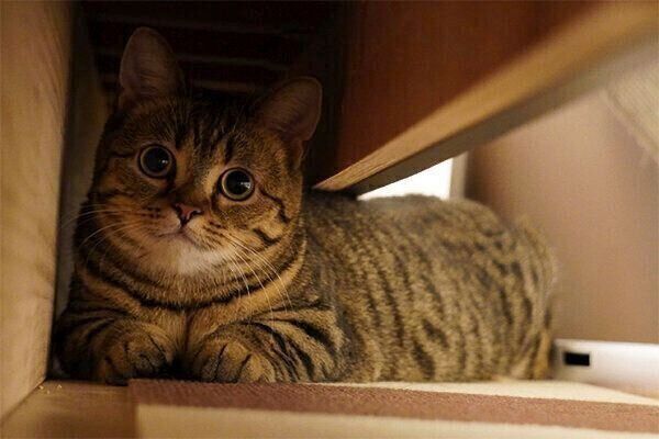 見つめるもなちゃん