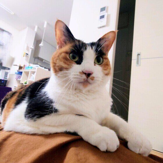 ミケのルビーちゃん