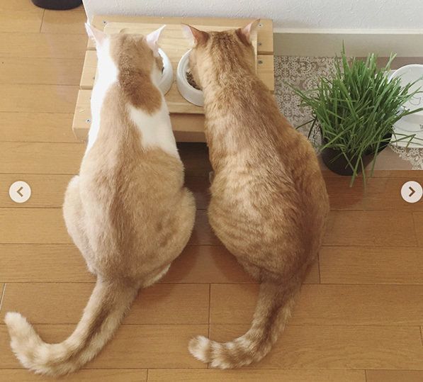 ビスコちゃんとムギちゃん