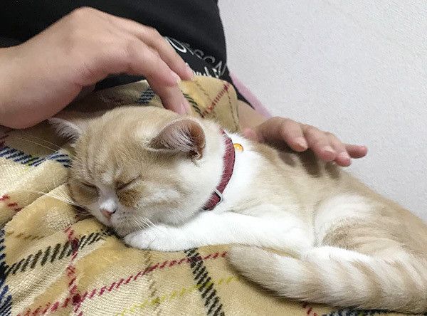 猫を抱っこする