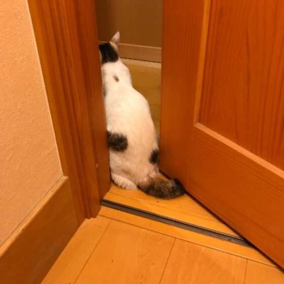 ドアの間に居座る猫（MIX、メス）