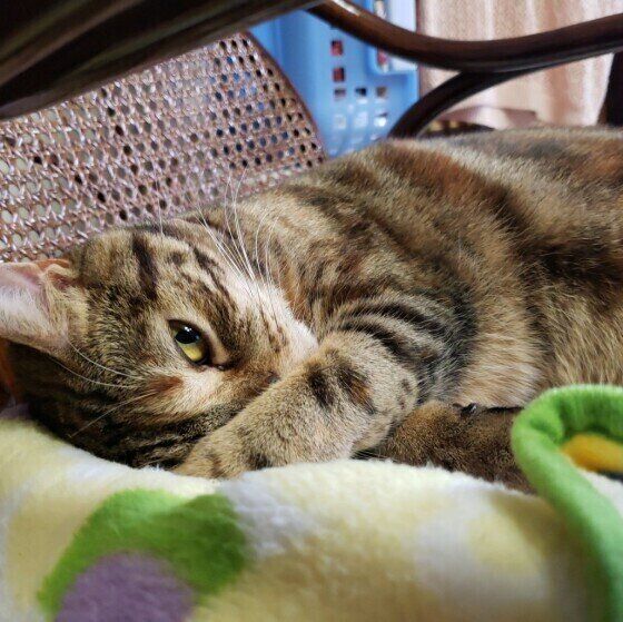 凛　アメリカンショートヘア　ほっといて