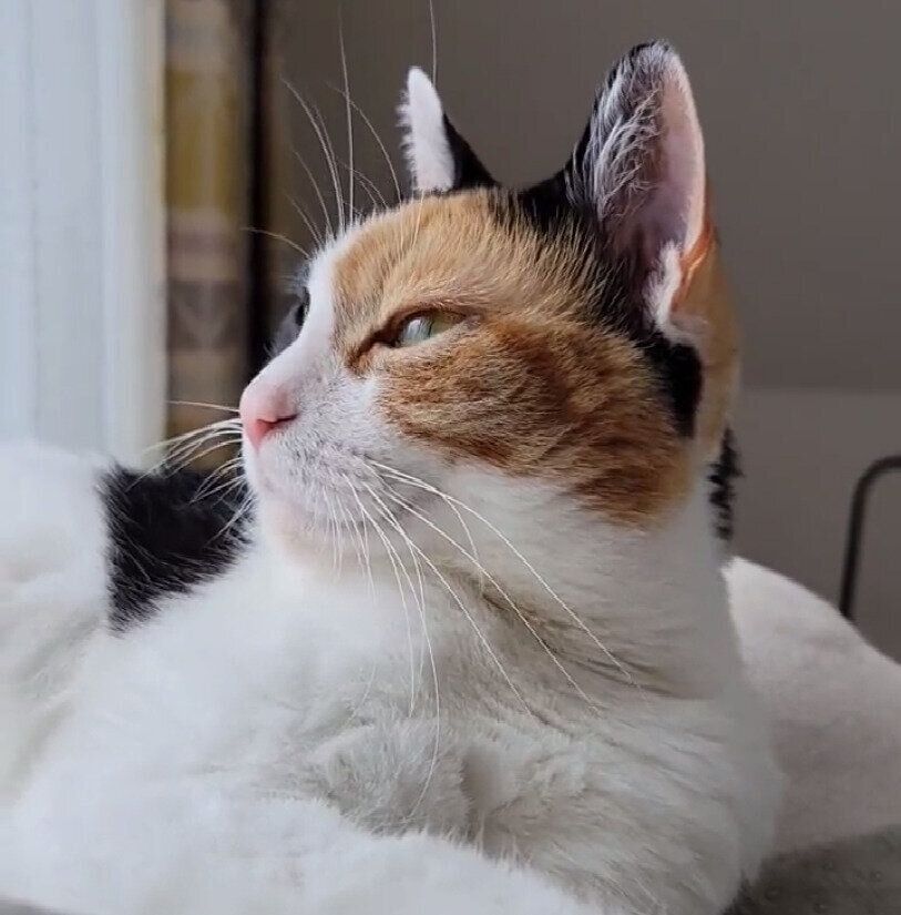 外を見てほほ笑む神楽ちゃん