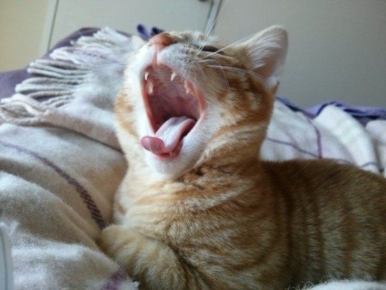 茶太郎ちゃんのあくび、茶トラ（MIX）