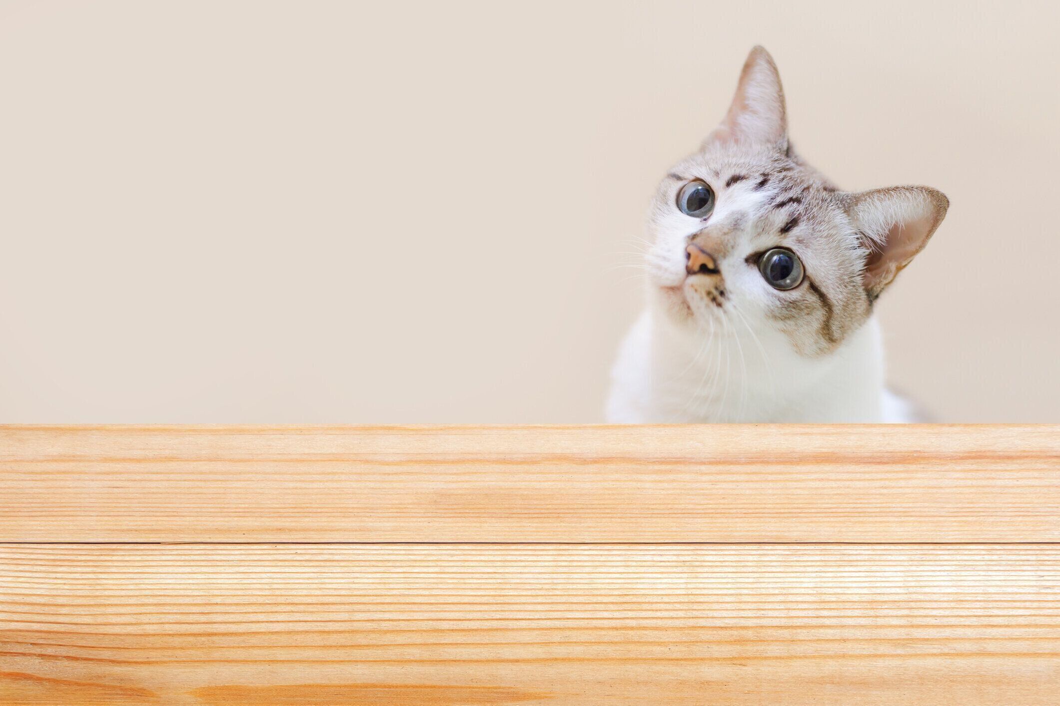 首をかしげる猫