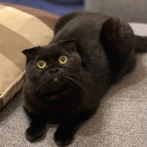 スコティッシュフォールドのはなちゃん