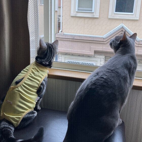 ニャルソック中のほたるくんたち