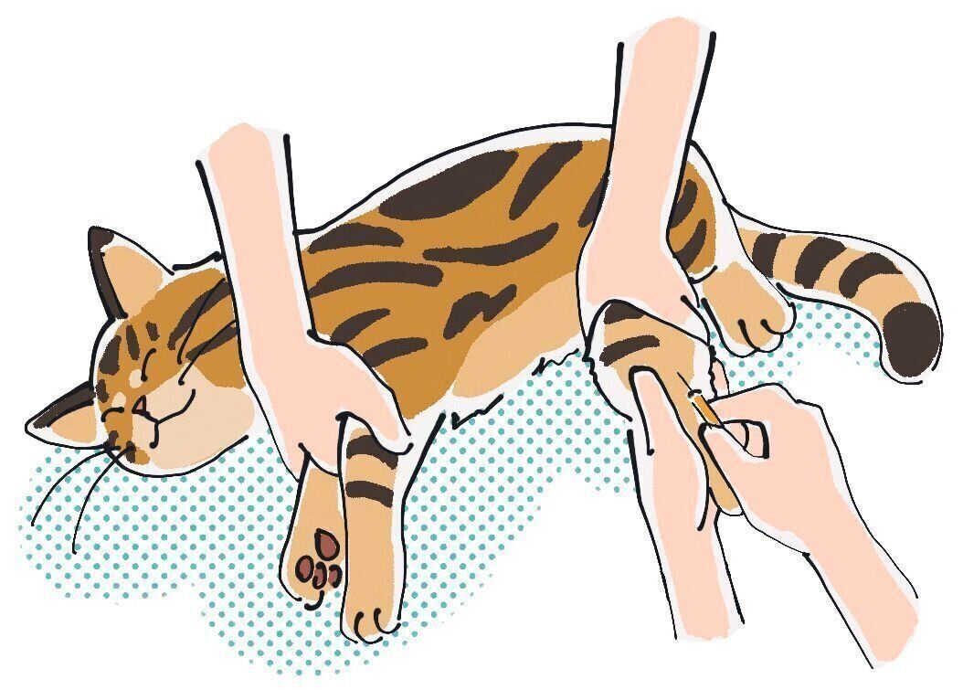 イラスト／はなさきロージー